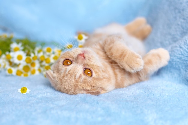 Kleine Katze, die auf blauer Decke nahe Kamille liegt