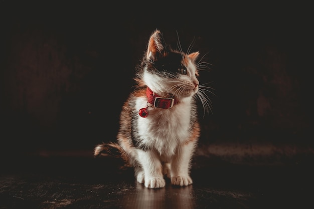 Kleine Katze im Fotostudio