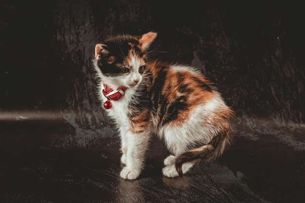 Kleine Katze im Fotostudio