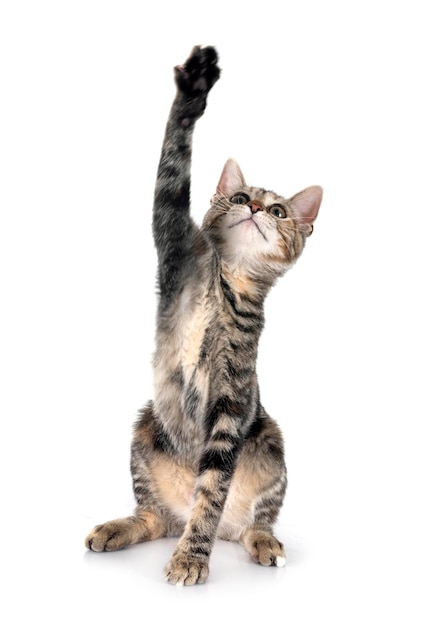 Kleine Katze im Studio