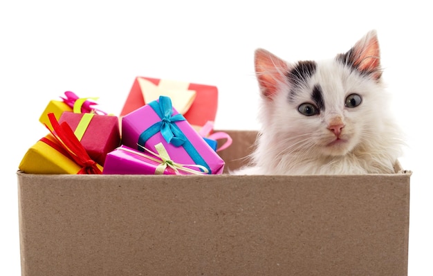 Foto kleine katze in der schachtel mit geschenken