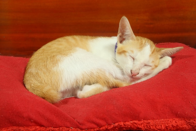 Kleine Katze (Kätzchen) haben gelben und weißen Pelzschlaf auf rotem Kissen auf hölzernem Hintergrund