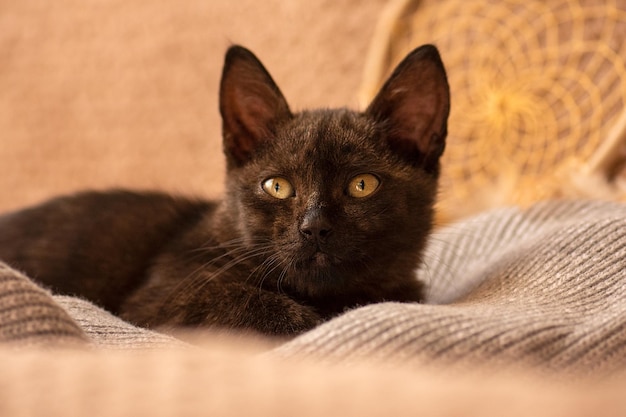 Kleine Katze kuschelt sich in ein weiches Bett, während sie versucht zu schlafen Warme Decke und süßes, flauschiges Kätzchen Katzen ruhen sich nach dem Essen zu Hause auf einem weichen Bett aus