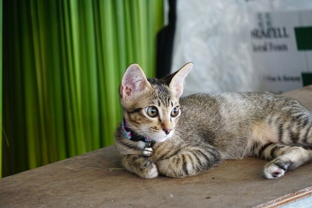 Kleine Katze lag und schaut vorwärts