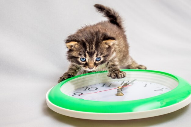 Kleine Katze schaut auf die Uhr. Die Zeit läuft schnell. Es ist Zeit zu Abend zu essen. Mittagspause. Das neue Jahr kommt. Bald neues Jahr