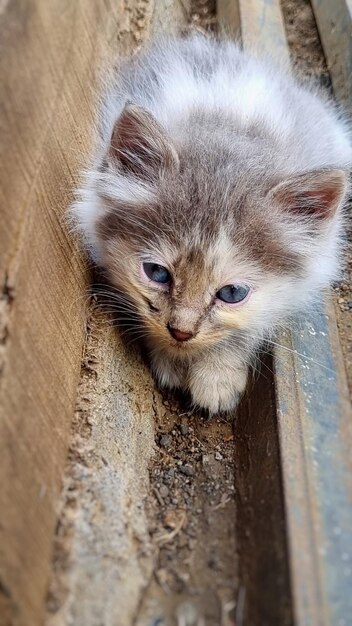 Foto kleine katze