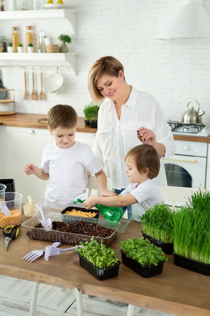 Kleine Kinder helfen ihrer Mutter in der Küche, mikrogrünes Wasser zu pflanzen und zu füllen