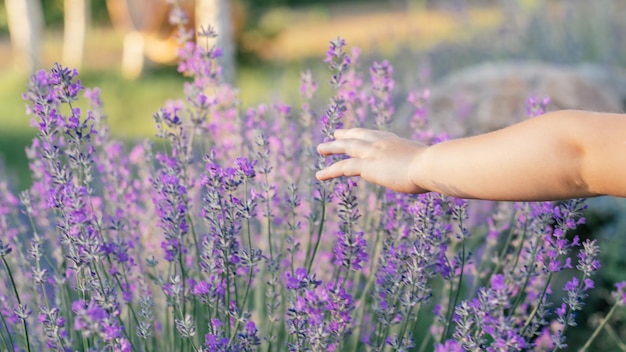 Kleine Kinderhand in der Sonne zwischen großen Büschen von lila Lavendel, die Blumen berühren