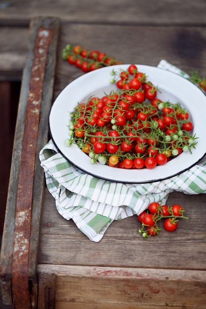 Kleine Kirschtomaten am Zweig