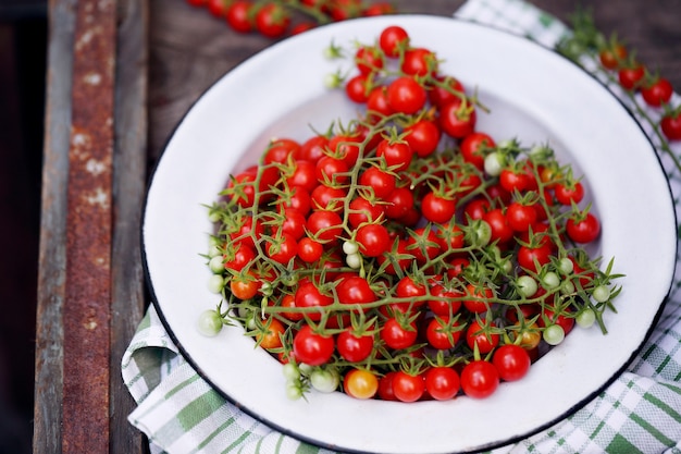 Kleine Kirschtomaten am Zweig