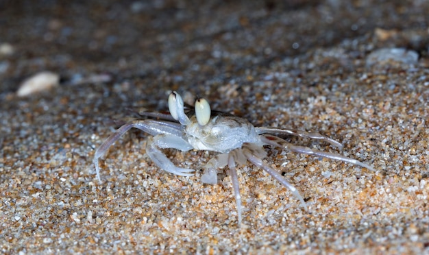 kleine Krabbe am Strand