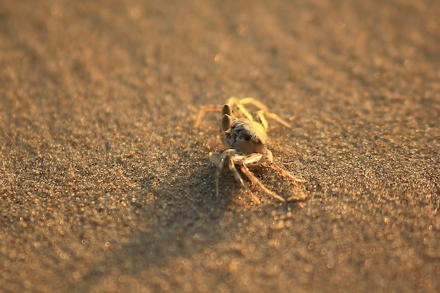 Kleine Krabbe auf dem Sand.