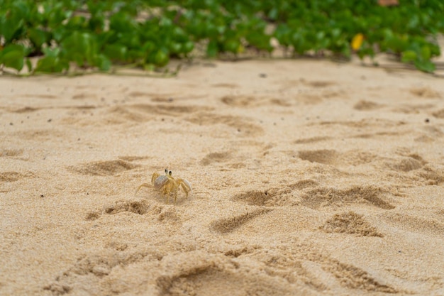 Kleine Krabbe auf dem Strandsand