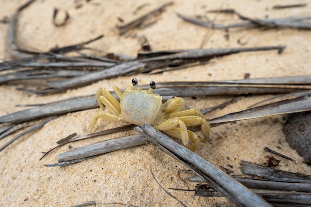 Kleine Krabbe auf dem Strandsand