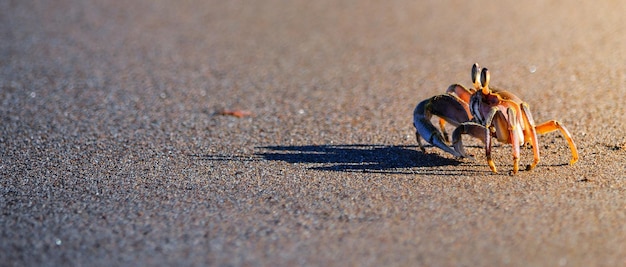 Kleine Krabbe auf Sand am Strand