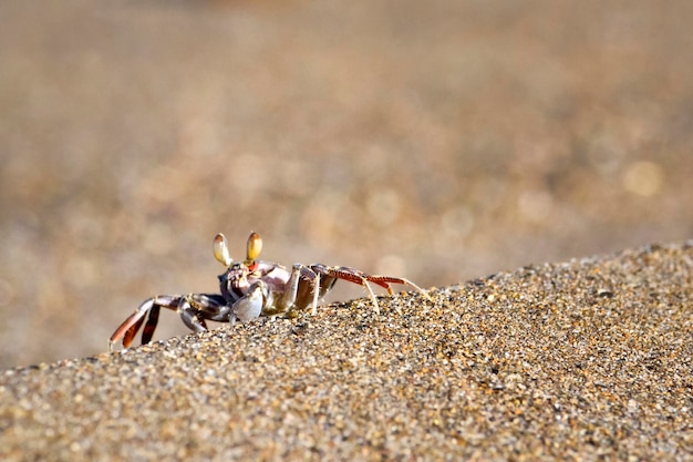 Kleine Krabbe auf Sand am Strand