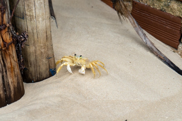 Kleine Krabbe im Sand am Strand