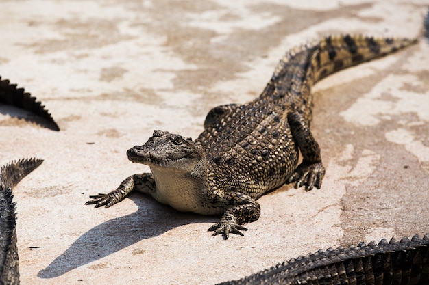 Kleine Krokodile in der Krokodilfarm