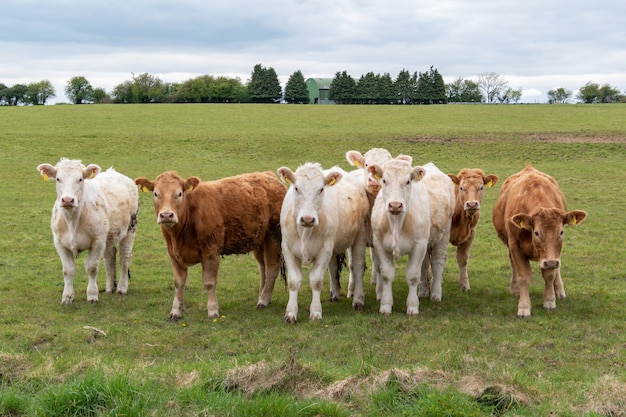 Kleine Kuhherde auf der Weide