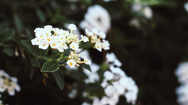 Kleine Lantana camara Blume mit tropischen Blättern abstrakte grüne Blätter Textur Natur Hintergrund