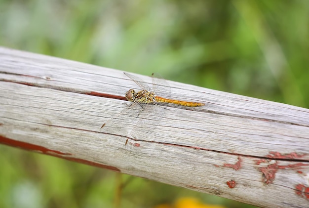 Kleine Libelle auf Holzstab in einem Park im Sommer