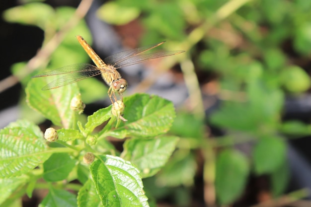 kleine Libelle fliegt zur Insel des Baumes