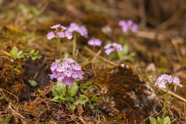 Kleine lila Blüten in den Bergen des Himalaya