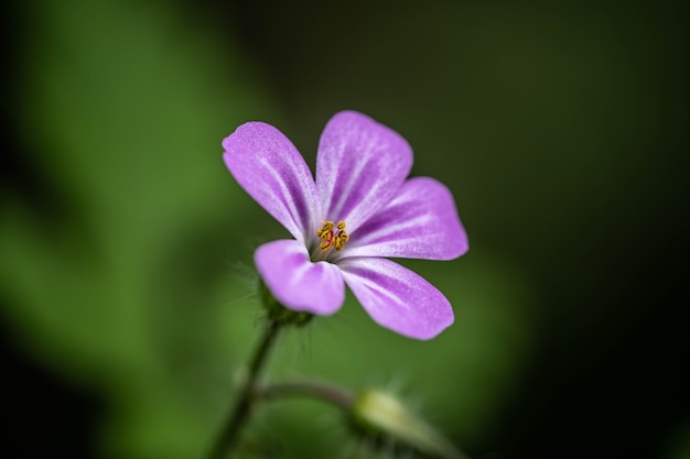 Kleine lila Blume aus nächster Nähe