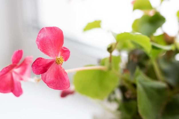 Kleine lila Blume einer heimischen Pflanze