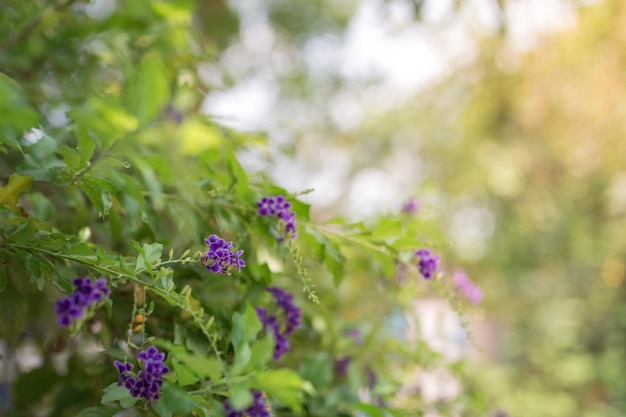 Kleine lila Blumen im grünen Garten am Nachmittag