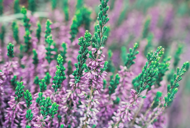 kleine lila Blumen im Park