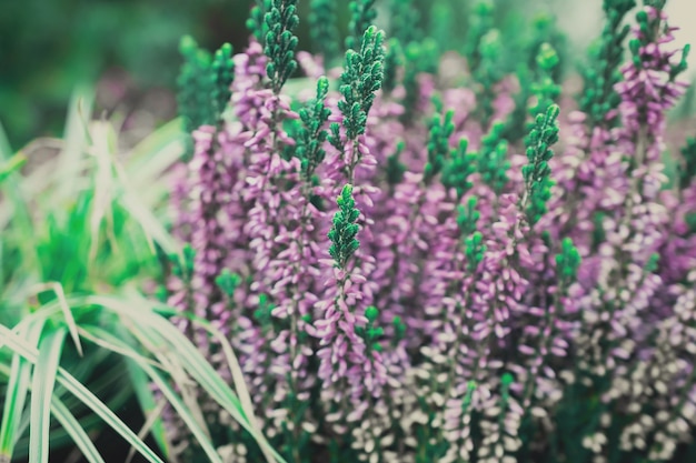 kleine lila Blumen im Park