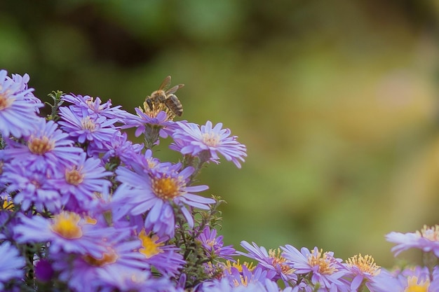 Kleine lila Gänseblümchen Erigeron Gartenblumen natürlicher Sommerhintergrund Auf einer Blume sammelt die Biene den Nektar