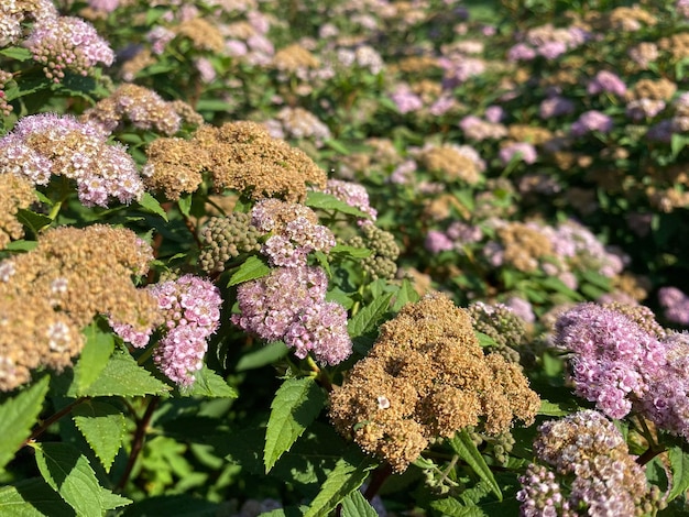 Kleine lila mit rosa blühenden zarten Büschen japanischer Spirea-Blüten schön flauschig ungewöhnlich