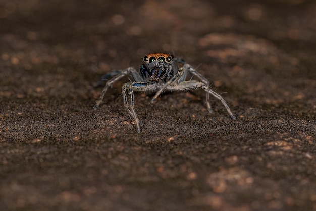 Kleine männliche Springspinne der Art Maeota dichrura