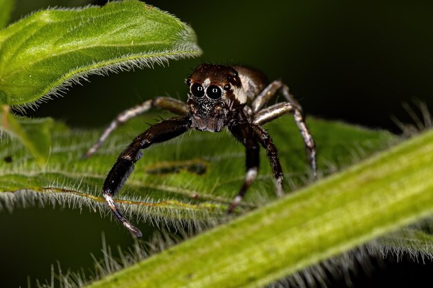 Kleine männliche Springspinne