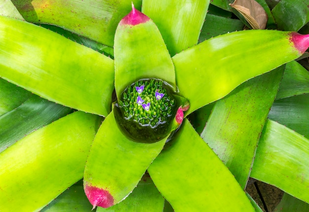 Kleine magentarote Blumen im Blatt