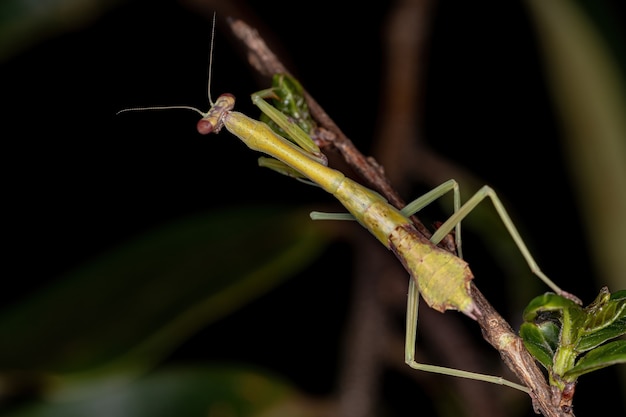 Kleine Mantis-Nymphe der Unterfamilie Vatinae