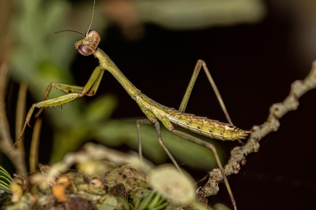 Kleine Mantisnymphe