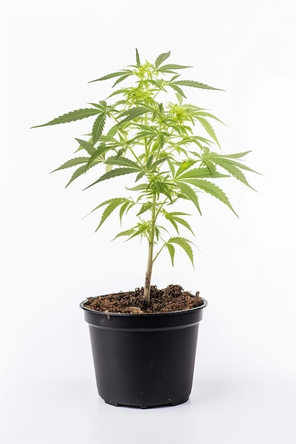 Kleine Marihuana- oder Cannabispflanze im schwarzen Topf Gedreht im Studio auf weißem Hintergrund