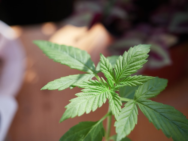 Foto kleine marihuana-pflanze auf hölzernem hintergrund