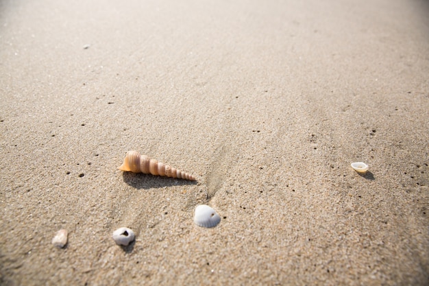 Kleine Muschel am Sandstrand