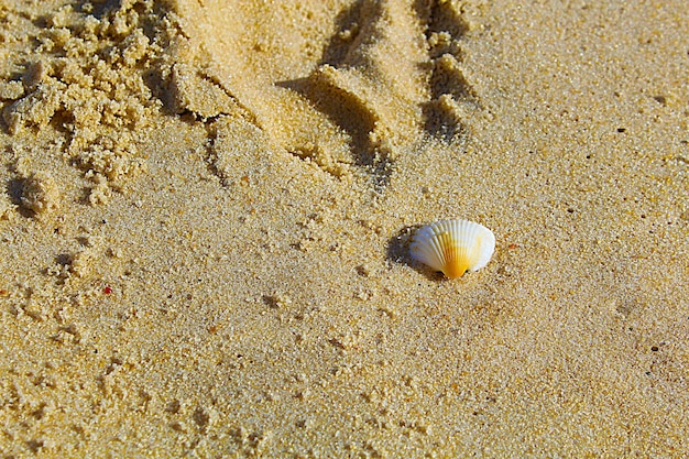 Kleine Muschel auf Sand