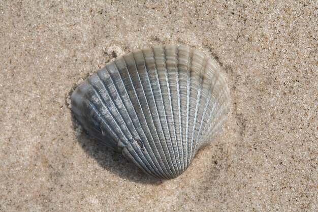 Kleine Muschel auf Strandsand