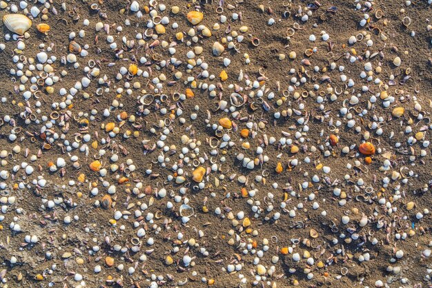 Foto kleine muscheln auf sandgrund