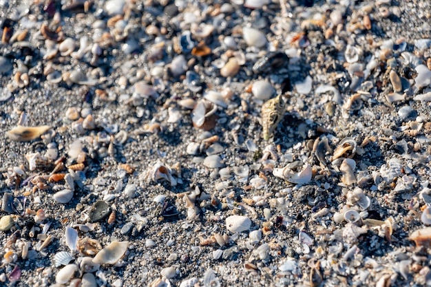 Kleine Muscheln und Sand am Strand