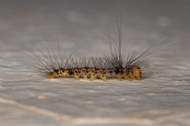 Kleine Nachtfalter-Raupe der Familie erebidae