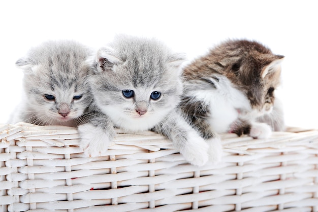 Kleine neugeborene Kätzchen, die zusammen im weißen Weidenkorb auf weißem Hintergrund im Foto spielen