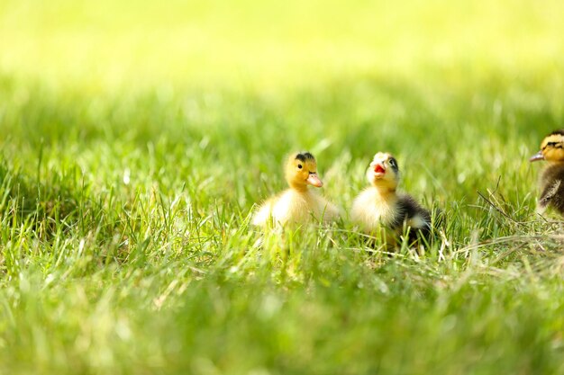 Kleine niedliche Entenküken im grünen Gras im Freien