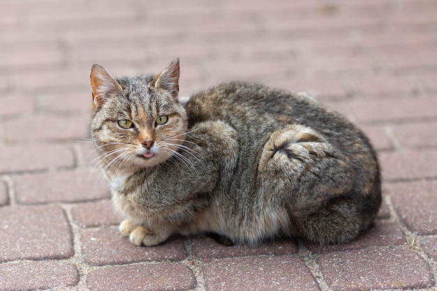 Kleine niedliche getigerte Katze